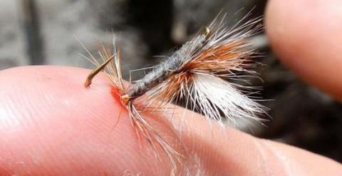parachute adams fly stuck in finger. Why should I used barbless hooks?