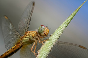 Dragons and Damsels: 10 Great Dry Fly Patterns