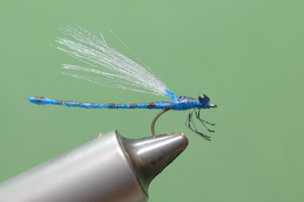 mono abdomen damselfly dragon fly blue