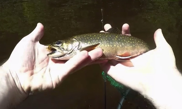 Brook trout on skating goddard caddis dry fly pattern pei