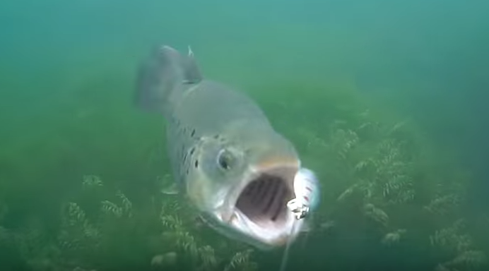 Awesome Underwater Strikes from Rainbow Trout