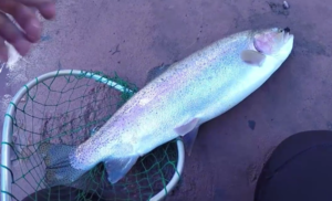 22 Inch Steelhead Caught on a Black Leech (Video)