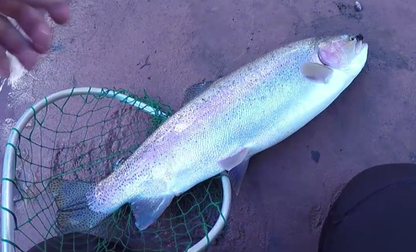 steelhead rainbow trout pei