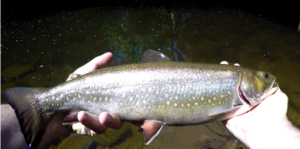 How to Find Sea Run Brook Trout?