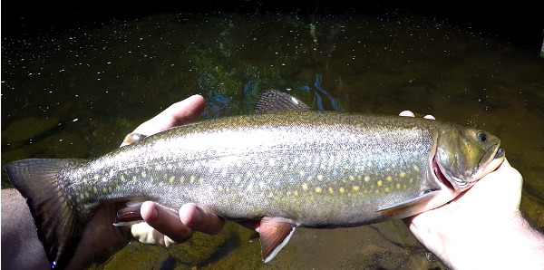 A very healthy 18" Sea Run Brook Trout caught in early July on a size 10 hare's ear nymph.