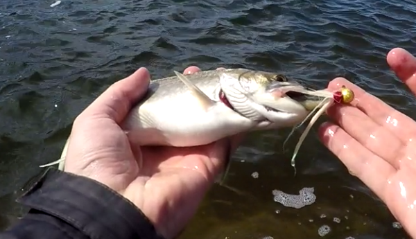 A sea run brook trout caught in full salt water. caught while trying to target striped bass with a bucktail jig.