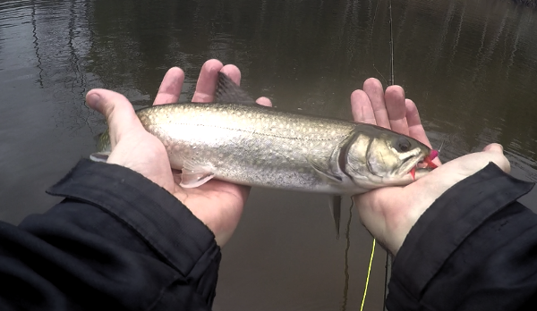 A "slink" sea run brook trout caught in November while Steelhead fishing