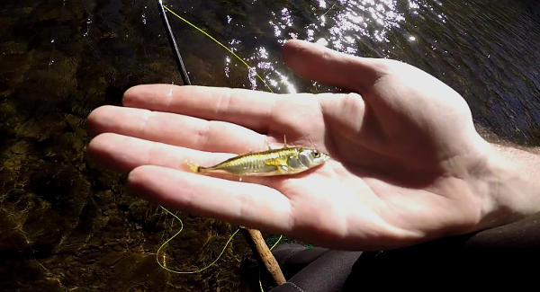 three spined stickle back micro fishing