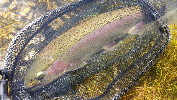 Techniques of Rainbow Trout Fishing