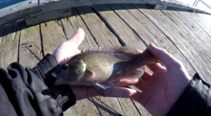 Point Pearce Fish 19 Different Fish Species to Fish for on Prince Edward Island