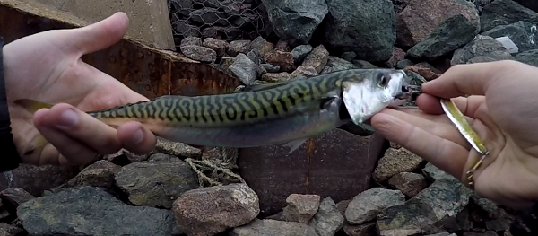 fishing mackerel on pei 4 Best Mackerel Lures and How to Fish Them