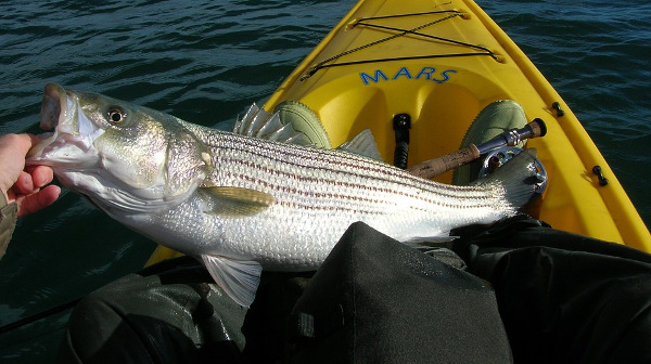 striped bass fishing pei