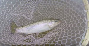 Decent sized rainbow trout caught in PEI brackish estuary (video)