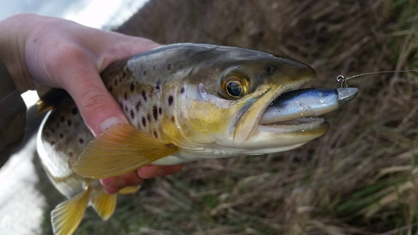 Brown trout fishing lure
