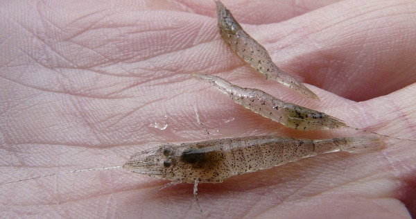 Sand shrimps bait for trout salt water