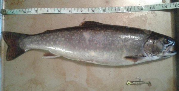 sea run brook trout caught on a berkley ripple shad jighead rig.