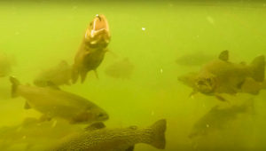 13 Underwater Videos of Trout Taking Flies, Lures, and Feeding