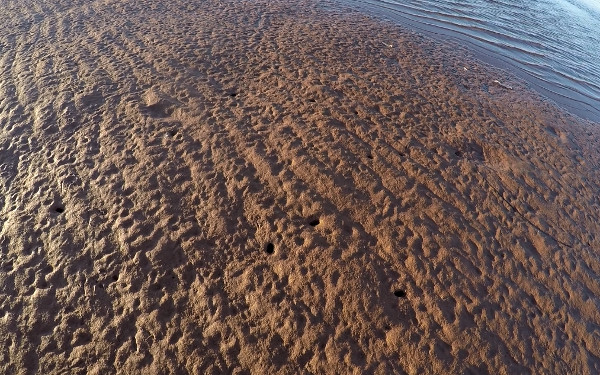 Clam holes on a Prince Edward Island Beach