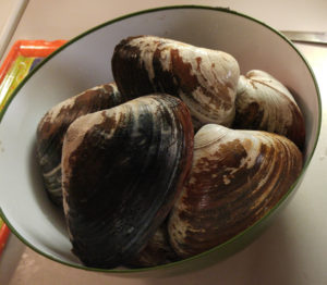 How to Dig, Prepare, and Cook Clams