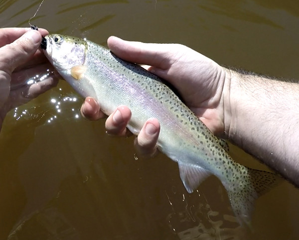 Brook Trout on a Stringer, 15 inch Brookie on my stringer. …