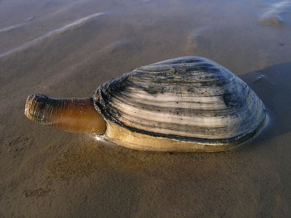 Soft shell clam pei