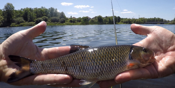 Micro Fishing with a Fly Rod
