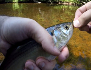 Fly Fishing for Gaspereau