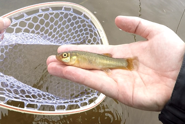 Micro Bug Lure Gets Blown Up! By Big Fish in This Crystal Clear