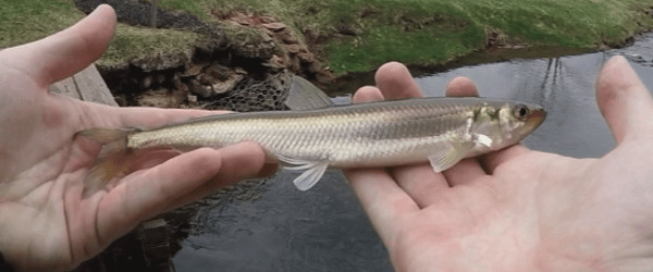 striped bass bait smelts