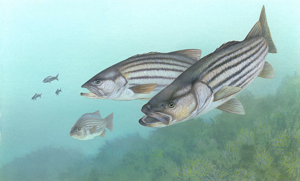 striped bass bait fishing