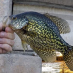 When and Where do Crappie Spawn?