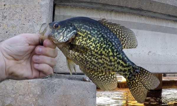 When and Where do Crappie Spawn?