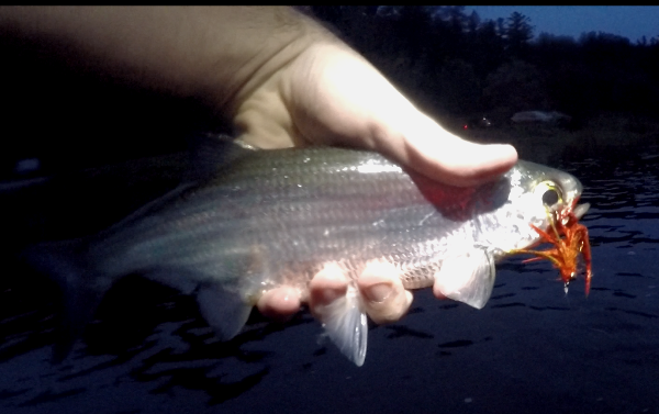 Mooneye-ottawa-dry-fly-fishing-night