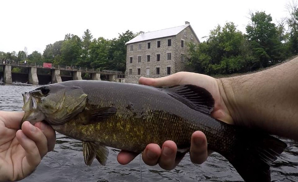 Rideau river smallmouth bass