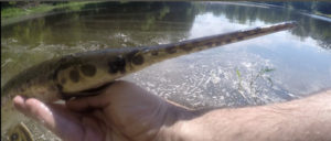 Fly Fishing for Longnose Gar & Gar Fly Patterns