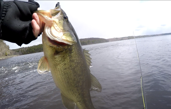 argemouth-bass-ottawa-fly-fishing