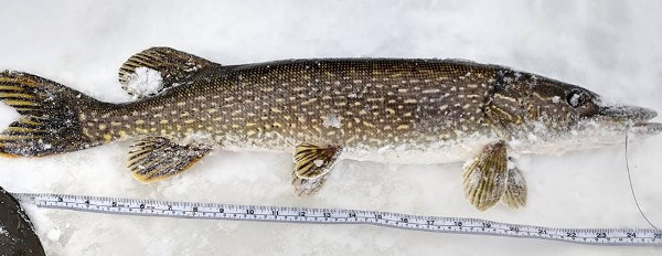 20 Different Fish Species to Fish for in Ottawa