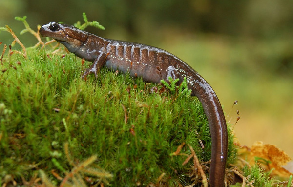 salamander fishing lures lizard
