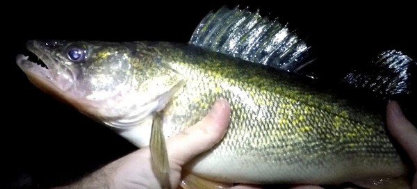 How to Fly Fish for Walleye in Rivers