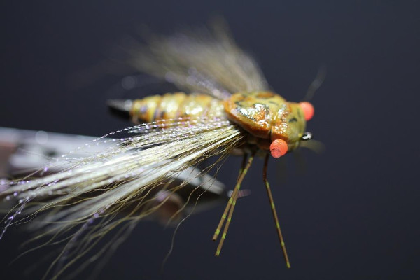 Dron lees cicada fly