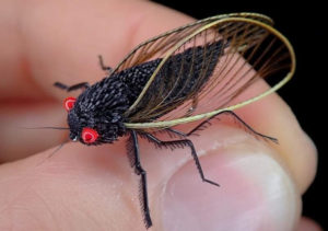 7 Cicada Fly Patterns for an Amazing Hatch