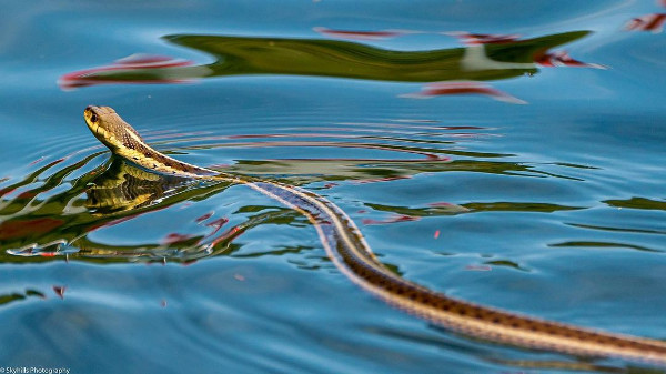 water-snake-do-bass-eat-snakes
