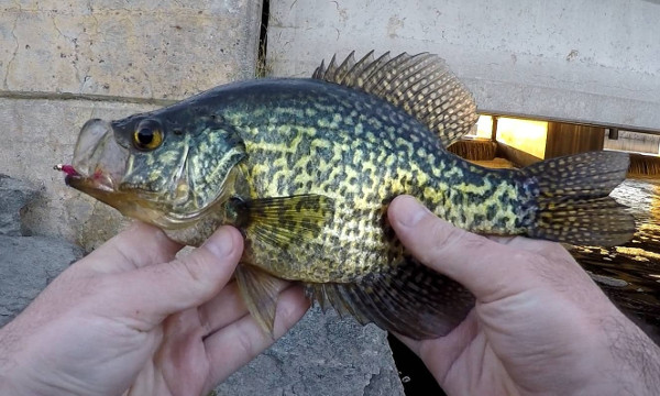 Fly Fishing for Crappie